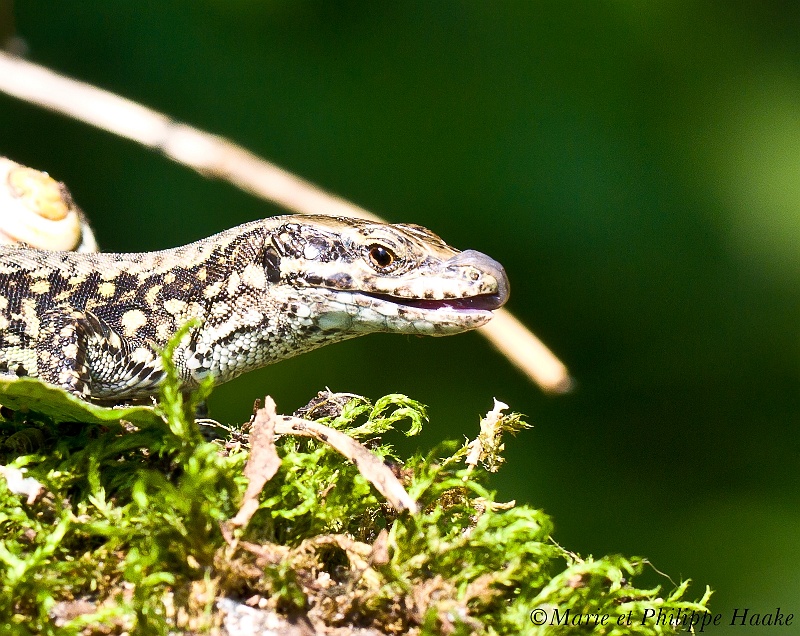 Lezard 3013_wm.jpg - Lézard des murailles: toute ressemblance avec un dragon n'est pas fortuite :-) (Ermitage, Genève, Suisse, juillet 2010)